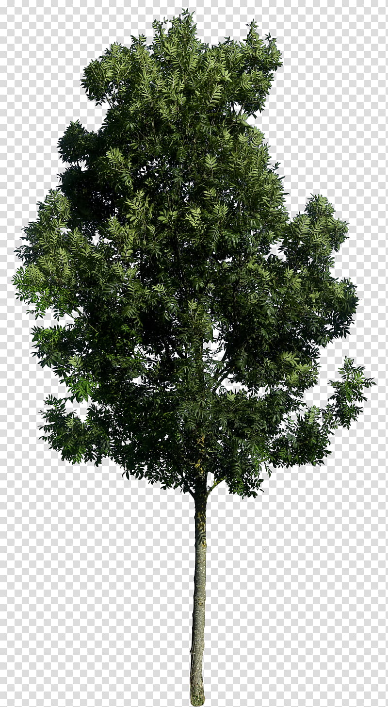 Tree  HQ, green-leafed tree transparent background PNG clipart