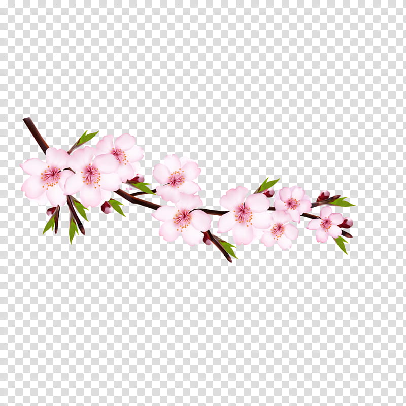 Floral Spring Flowers, Cherry Blossom, Branch, Pink, Plant, Cut Flowers, Petal, Spring transparent background PNG clipart