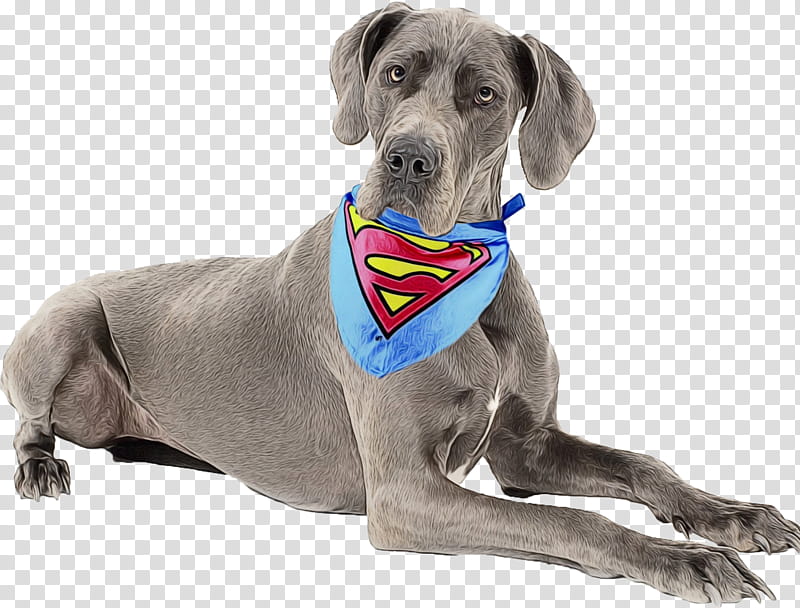 Gun, Weimaraner, Great Dane, Blue Lacy, Breed, Puppy, Pet Shop, Dog Collar transparent background PNG clipart