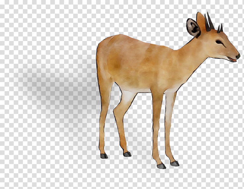 Animal, Deer, Whitetailed Deer, Moschus, Gazelle M, Musk, Snout, Chevrolet Impala transparent background PNG clipart