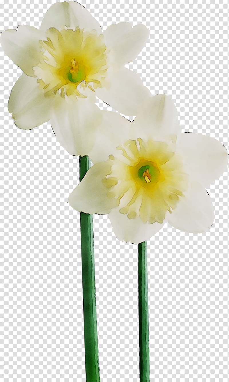 White Lily Flower, Amaryllis, Jersey Lily, Cut Flowers, Plant Stem, Herbaceous Plant, Narcissus, Belladonna transparent background PNG clipart