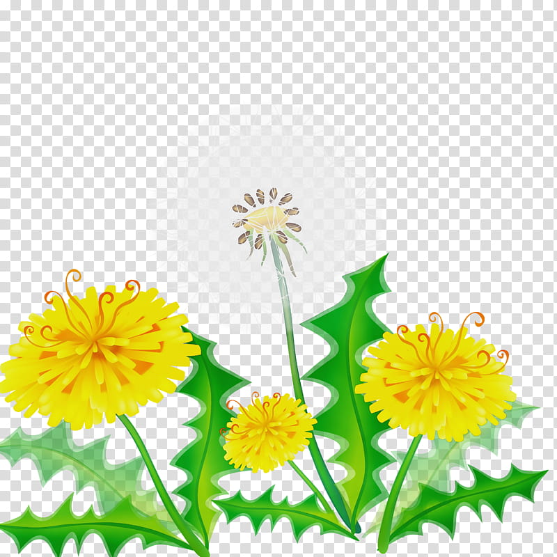 flower yellow dandelion plant dandelion, Watercolor, Paint, Wet Ink, Chamomile, English Marigold, Daisy Family, Sow Thistles transparent background PNG clipart
