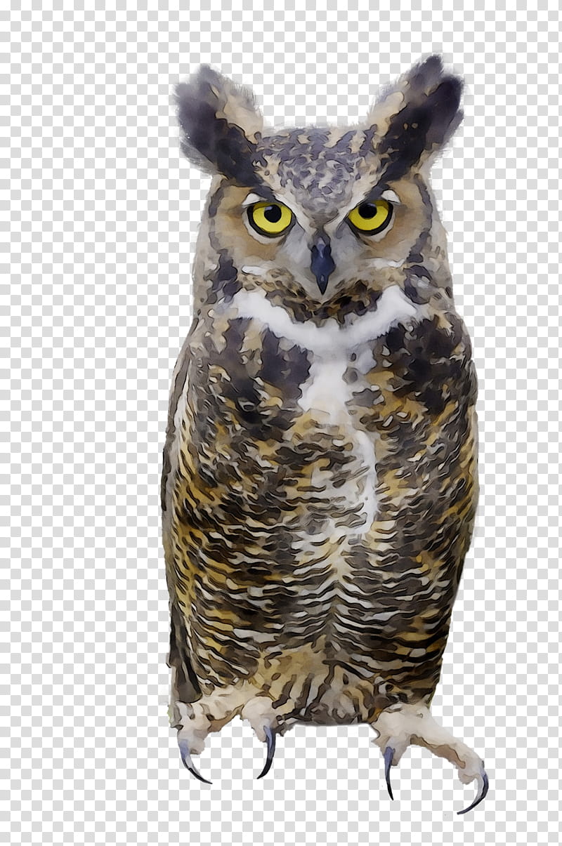 Grey, Great Grey Owl, Beak, Bird, Bird Of Prey, Great Horned Owl, Wildlife, Screech Owl transparent background PNG clipart