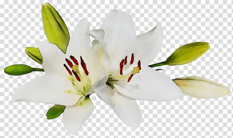 Easter Lily, Flower, Plants, Madonna Lily, Easter
, Fleurdelis, Number, White transparent background PNG clipart