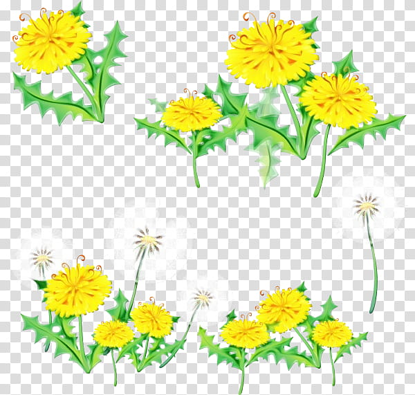 flower yellow chamomile mayweed plant, Watercolor, Paint, Wet Ink, Dandelion, Wildflower, Flowering Plant, Camomile transparent background PNG clipart