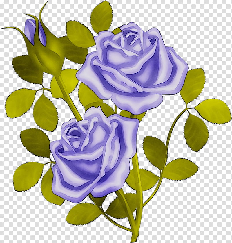 Floral Flower, Garden Roses, Blue Rose, Cabbage Rose, Floral Design, Cut Flowers, Purple, Plants transparent background PNG clipart