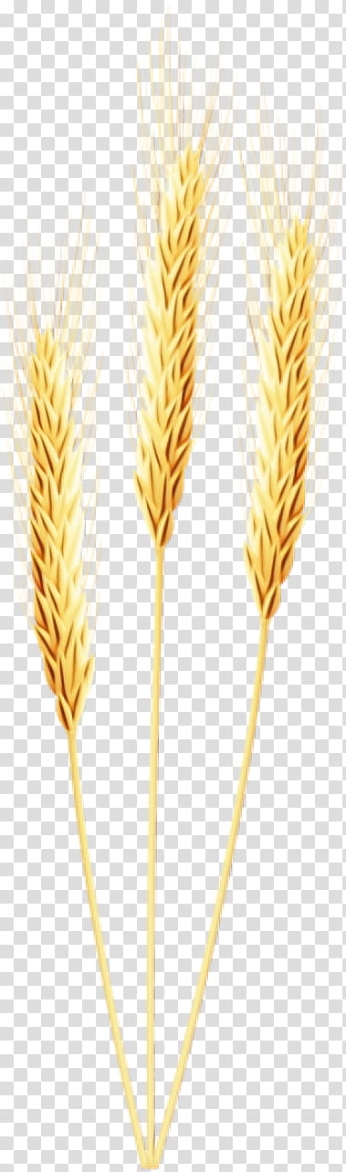 Wheat, Watercolor, Paint, Wet Ink, Grass Family, Food Grain, Plant, Whole Grain transparent background PNG clipart