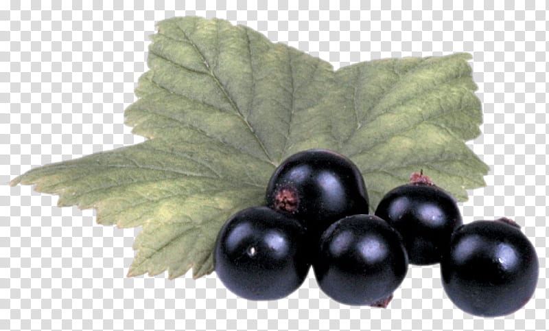 berry fruit leaf currant plant, Blackberry, Grape, Food, Chokeberry, Grape Leaves transparent background PNG clipart