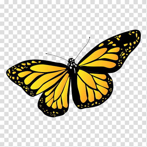 Monarch Butterfly, Pieridae, Moth, Yellow, Lepidoptera, Moths And Butterflies, Insect, Viceroy Butterfly transparent background PNG clipart