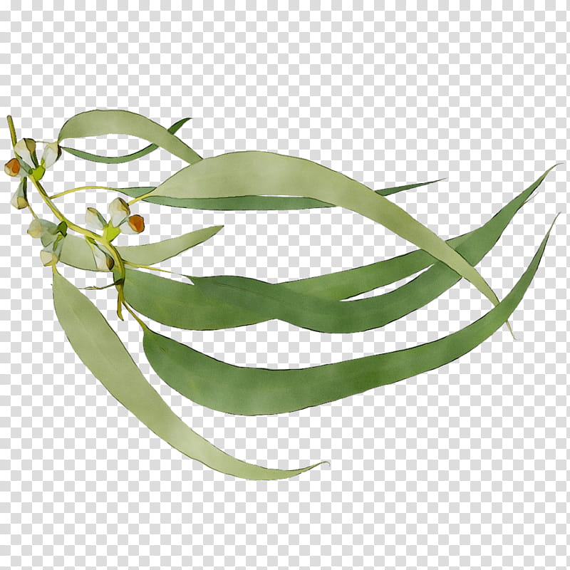 Green Leaf, Plant Stem, Plants, Flower, Legume, Green Bean, Eucalyptus transparent background PNG clipart