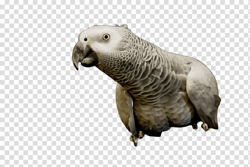 parrot bird parakeet african grey terrestrial animal, Watercolor, Paint, Wet Ink, Snout, Animal Figure, Wildlife transparent background PNG clipart