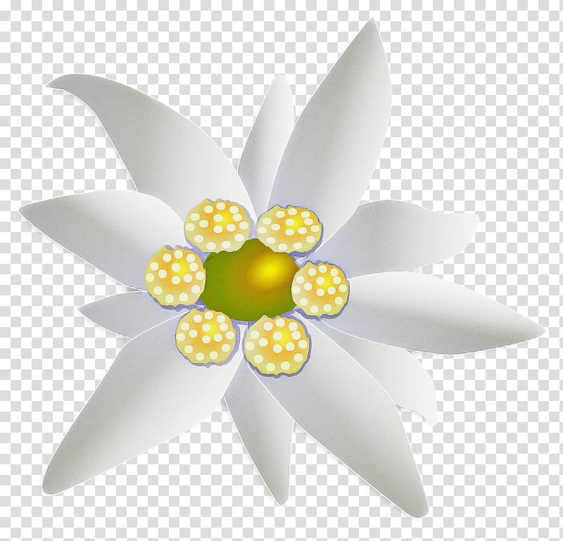 White Lily Flower, Yellow, Plants, Petal, Wheel, Automotive Wheel System, Aquatic Plant, Lotus Family transparent background PNG clipart