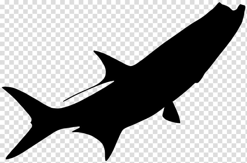 Shark Fin, Requiem Sharks, Line, Fish, Cartilaginous Fish, Lamniformes, Squaliformes, Cretoxyrhina transparent background PNG clipart