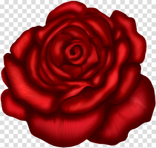 Black Rose Drawing, Line Art, Art Museum, Red, Garden Roses, Hybrid Tea Rose, Flower, Floribunda transparent background PNG clipart