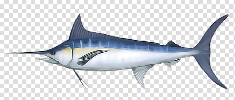 Shark, Fish, Atlantic Blue Marlin, Fin, Albacore Fish, Cretoxyrhina, Mouth transparent background PNG clipart