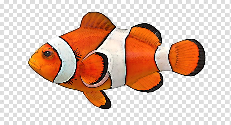 pomacentridae fish anemone fish clownfish fish, Bonyfish, Seafood, Fin, Rayfinned Fish transparent background PNG clipart