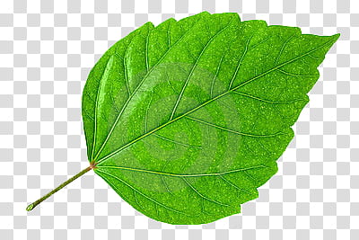 , green palmate leaf transparent background PNG clipart