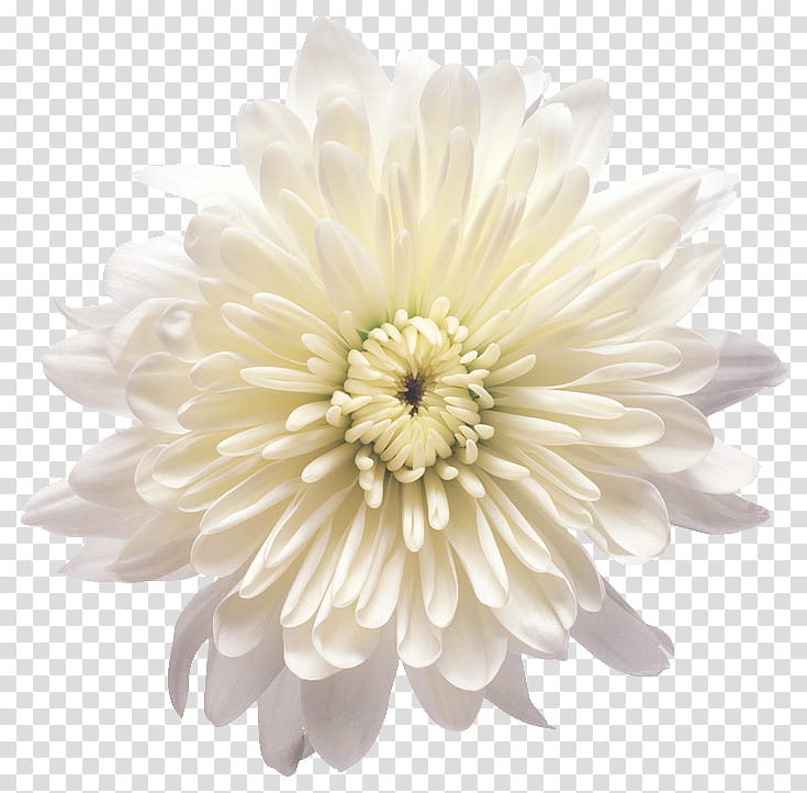 Flower , white petal cluster flower transparent background PNG clipart