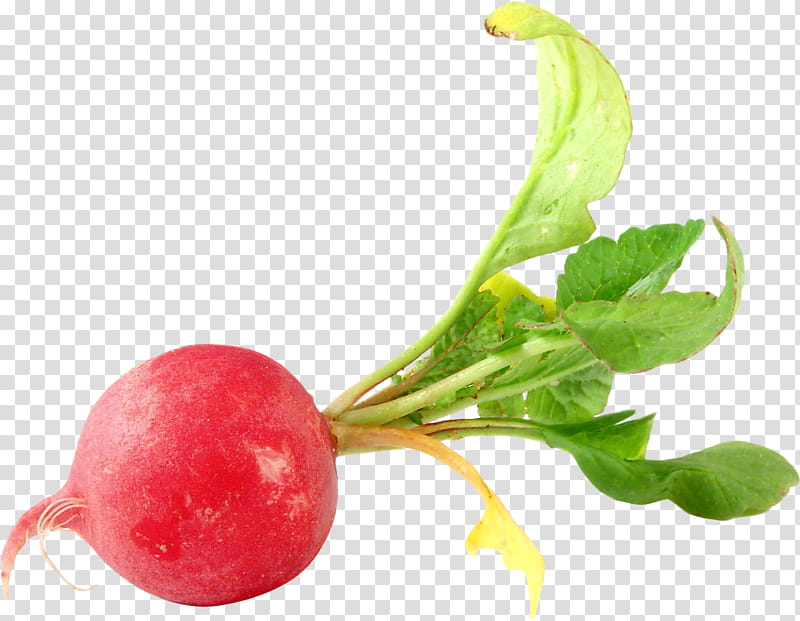 Radish Transparency Vegetable Food Turnip, Greens, Root Vegetables, Beetroot, Natural Foods, Plant, Flower transparent background PNG clipart