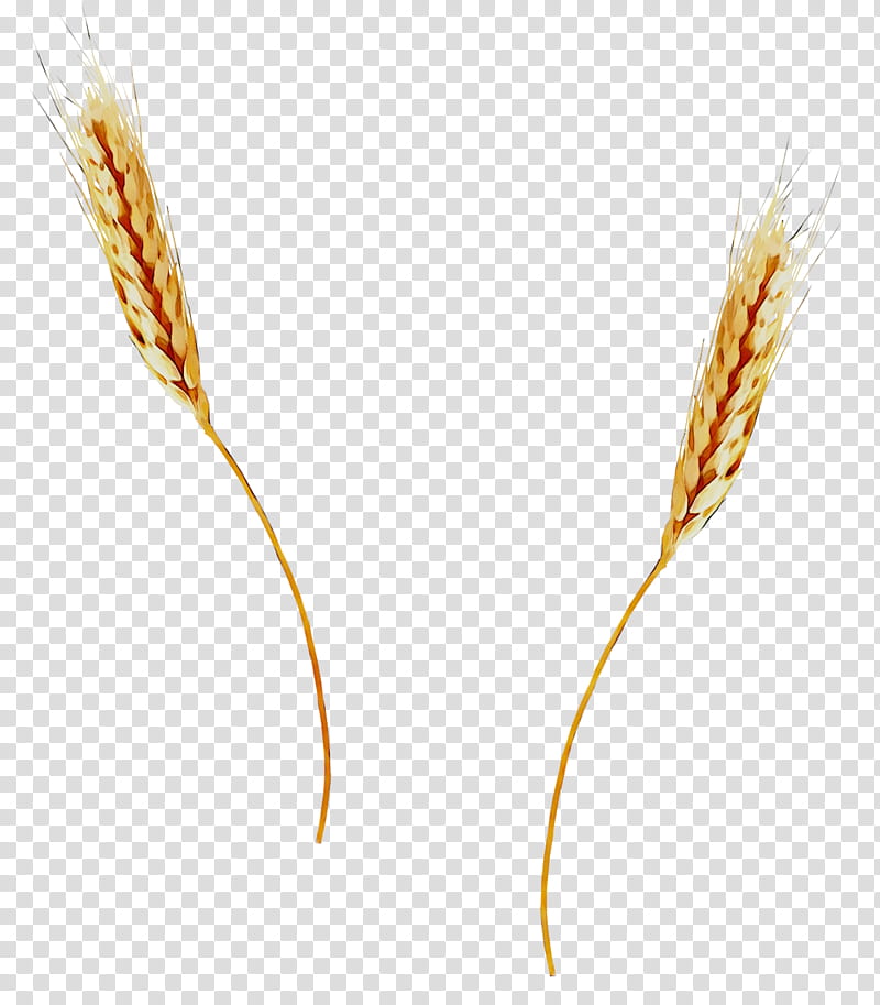 Grass Flower, Emmer, Einkorn Wheat, Cereal Germ, Grain, Plant Stem, Plants, Grass Family transparent background PNG clipart