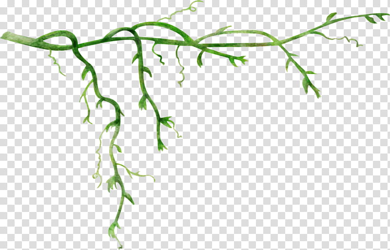 Drawing Tree, Vine, Rattan, Branch, Plant, Plant Stem, Twig, Leaf transparent background PNG clipart
