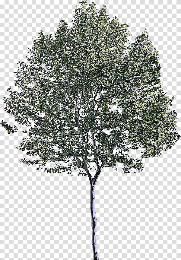 Plane, Tree, Plant, Woody Plant, Birch, Canoe Birch, Leaf, Branch transparent background PNG clipart