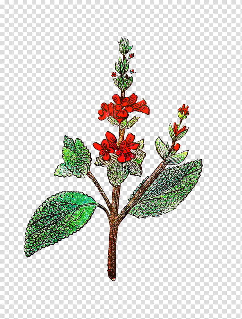 Drawing Of Family, Common Sage, Plants, Twig, Leaf, Holly, Herb, Flower transparent background PNG clipart