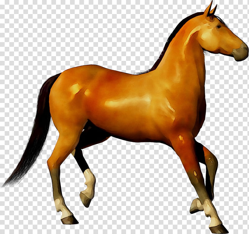 Web Design, Morgan Horse, American Quarter Horse, Animal Figure, Sorrel, Stallion, Mare, Mane transparent background PNG clipart
