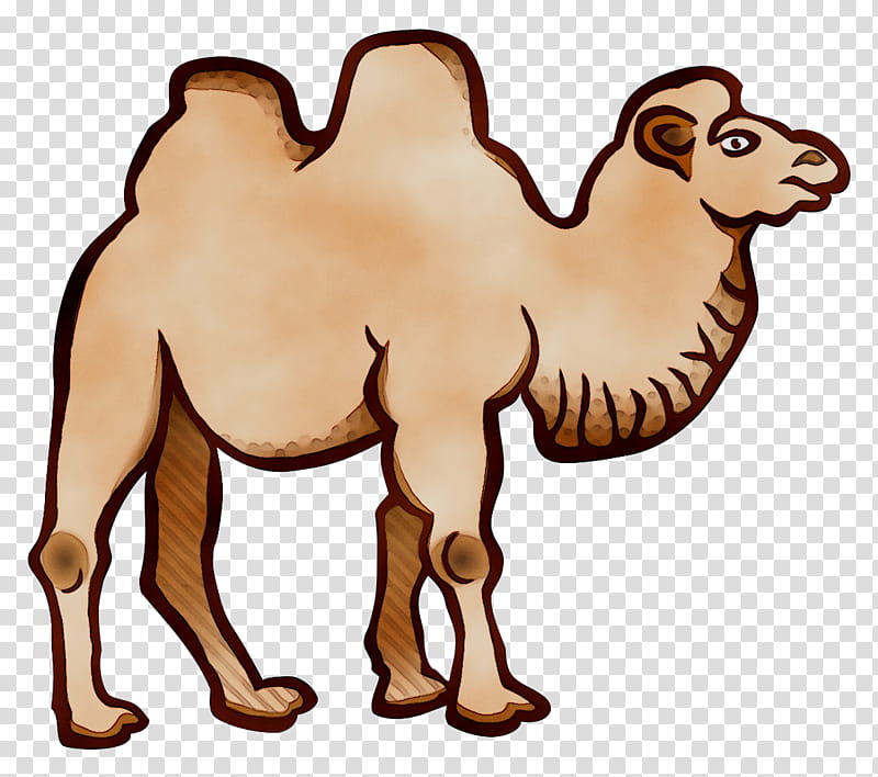 Bactrian Camel Camel, Dromedary, Drawing, Camel Racing, Cartoon, Silhouette, Desert, Line Art transparent background PNG clipart