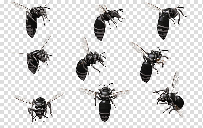 Bald Faced Hornet , bee collage transparent background PNG clipart