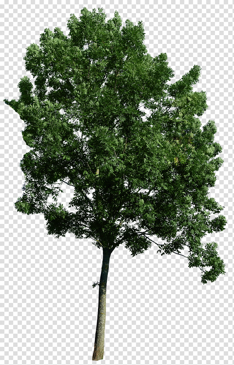 Tree corner , green-leafed tree transparent background PNG clipart