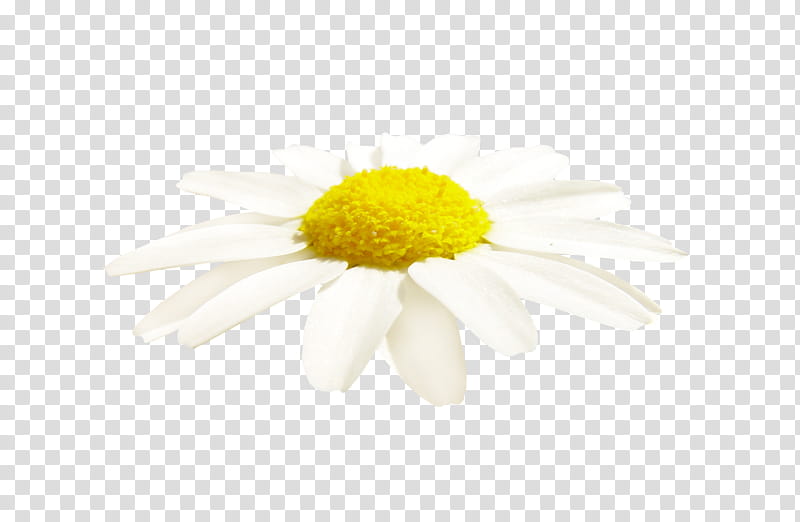Family Smile, Chrysanthemum, Oxeye Daisy, Transvaal Daisy, Roman Chamomile, Dandelion, Yellow, Petal transparent background PNG clipart