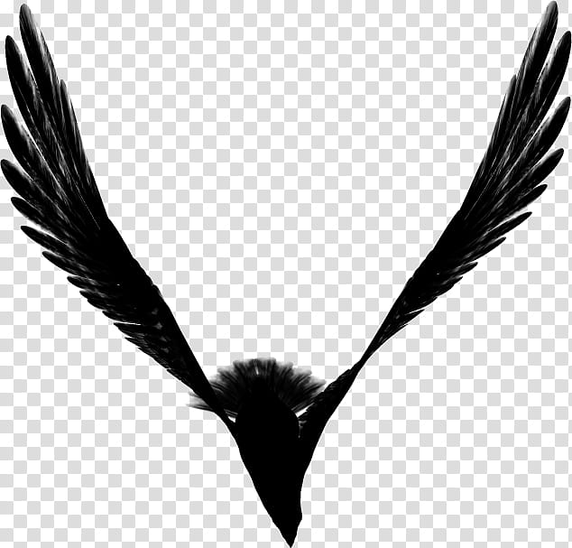 Aquila Brush, black crow transparent background PNG clipart