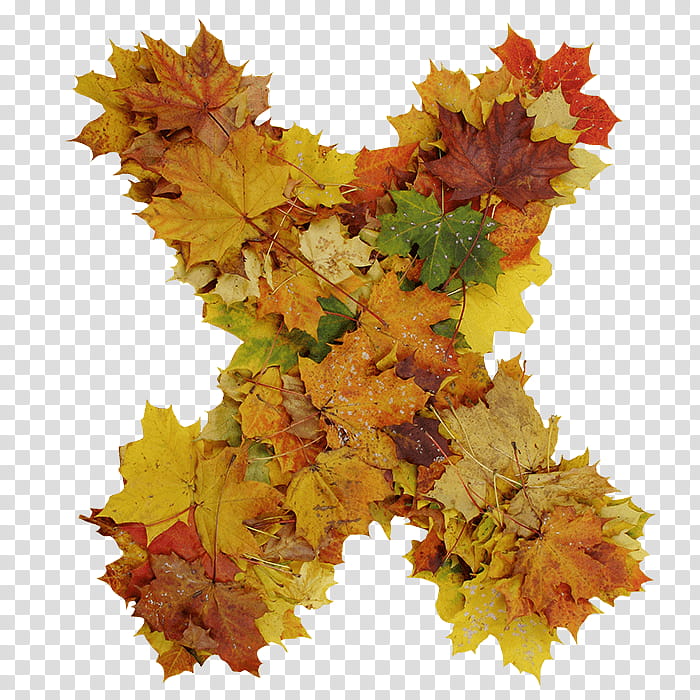 Flower Alphabet, Leaf, Autumn, , Letter, Yellow, Tree, Plant transparent background PNG clipart