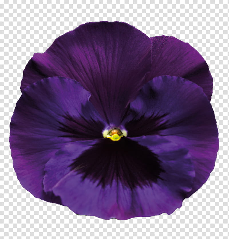 purple orchid flower transparent background PNG clipart