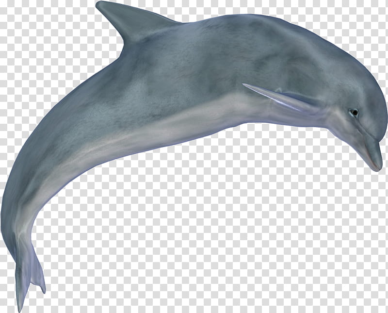 Web Design, Dolphin, Whales, Drawing, Bottlenose Dolphin, Shortbeaked Common Dolphin, Cetacea, Roughtoothed Dolphin transparent background PNG clipart