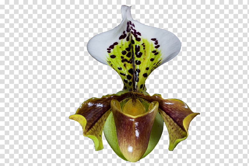 Orchid Flower, Orchids, Ladysslipper, Video, Gratis, Nepenthes, Plant, Carnivorous Plant transparent background PNG clipart