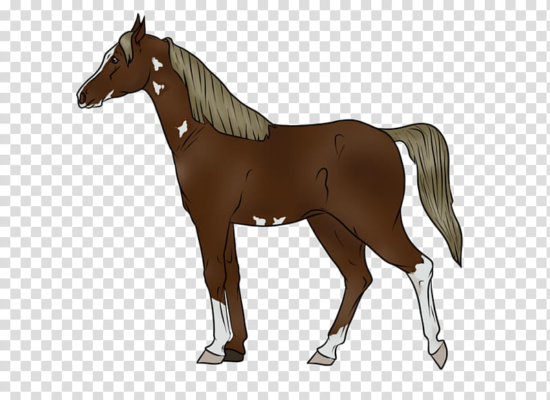 Calendar, Mustang, Mare, Stallion, Appaloosa, Pony, Foal, Hanoverian Horse transparent background PNG clipart