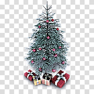 Christmas tree, Colorado Spruce, Christmas Decoration, Oregon Pine, Christmas Ornament, Christmas 
, Holiday Ornament, Conifer transparent background PNG clipart thumbnail