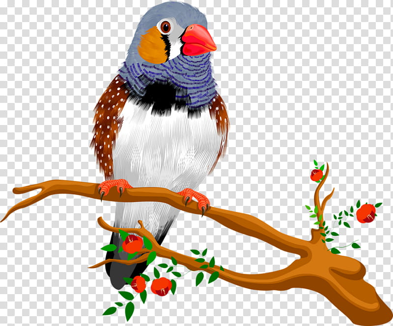Robin Bird, Zebra Finch, Budgerigar, Parrot, Finches, Domestic Canary, Lovebird, Pet transparent background PNG clipart