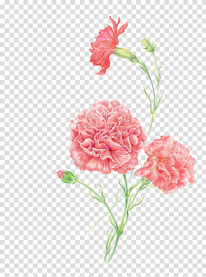 Background Family Day, Carnation, Women, Flower, Goods, Floral Design, Cut Flowers, Online Shopping transparent background PNG clipart