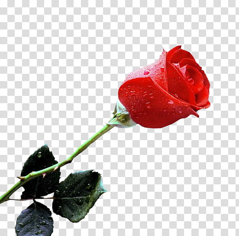 Rose transparent background PNG clipart | HiClipart