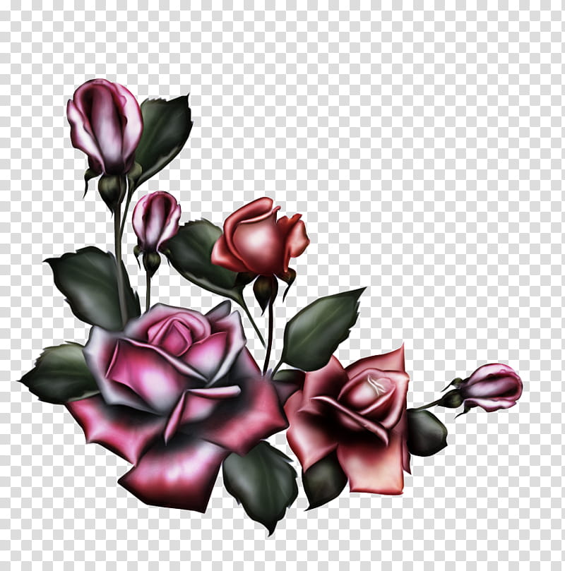 Black Rose Drawing, Gothic Architecture, Gothic Art, Flower, Pink, Plant, Petal, Garden Roses transparent background PNG clipart
