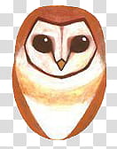 Buhos TrendyLife, owl sketch transparent background PNG clipart