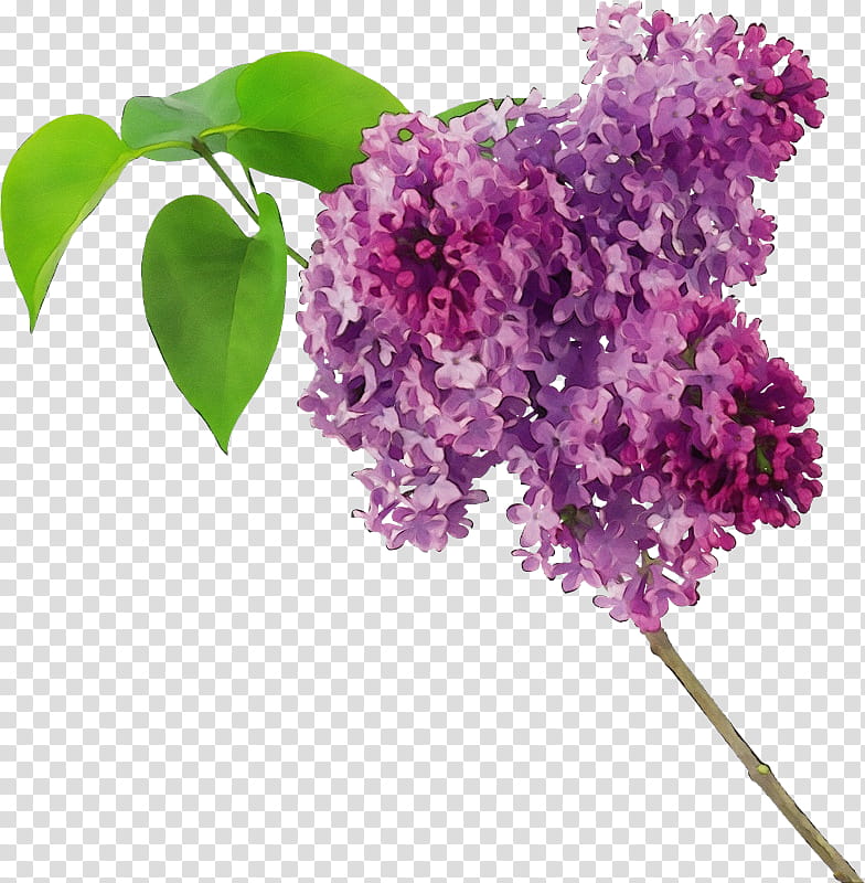 flower lilac lilac plant purple, Watercolor, Paint, Wet Ink, Buddleia, Cut Flowers transparent background PNG clipart