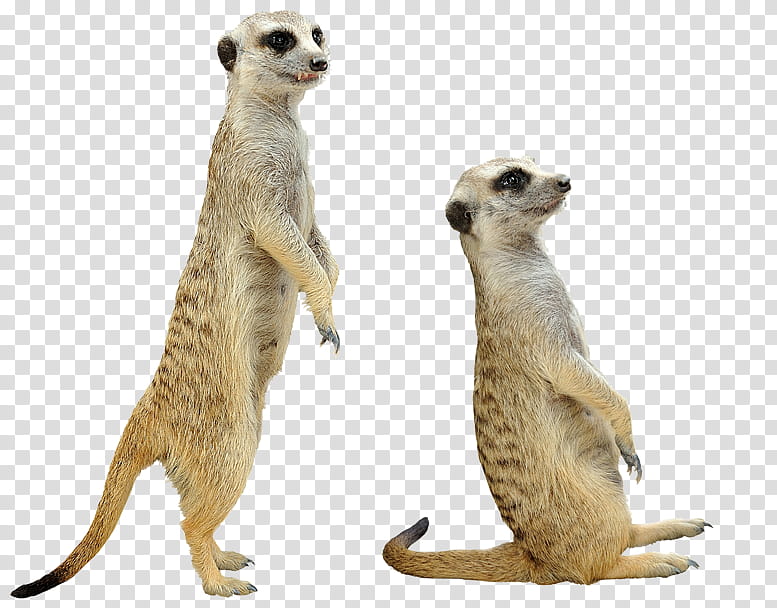 Animal, Meerkat, Mongoose, Drawing, Wildlife, Viverridae, Tail, Fur transparent background PNG clipart