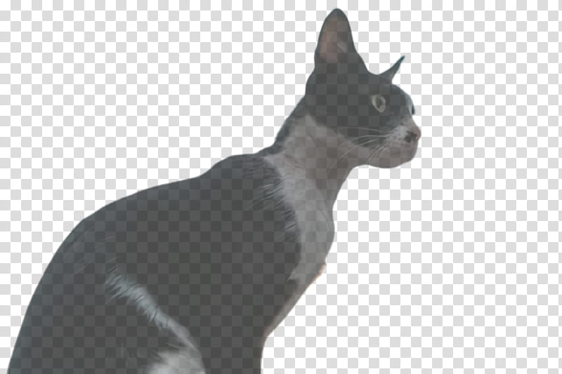 cat small to medium-sized cats sphynx snout whiskers, Small To Mediumsized Cats, Rex Cat, Peterbald transparent background PNG clipart