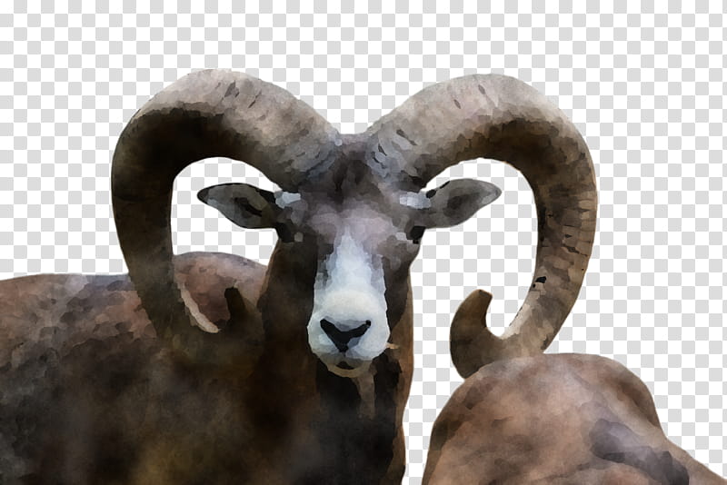 bighorn argali horn sheep sheep, Barbary Sheep, Goatantelope, Wildlife, Goats transparent background PNG clipart