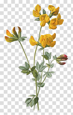 crazychuchu , yellow flowers with green leaves transparent background PNG clipart