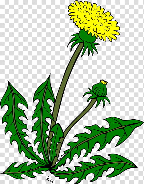 Drawing Of Family, Common Dandelion, Weed, Flower, Plant, Leaf, Yellow, Herbaceous Plant transparent background PNG clipart